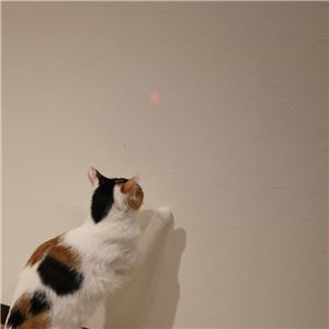 キャティーマンじゃれ猫 LEDニャンだろ～？！光線 茶トラ 6個セット