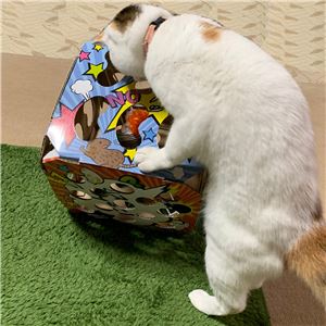 猫ちゃんテンション爆アゲBOX 3個セット (猫用玩具)