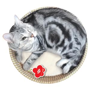 にゃんこのちぐらシリーズ まん丸おけ 夢 (ペット住関連用品/ベット)