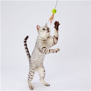 Happiness Cat ウールボールじゃらし ボールフェザー 5個セット (猫用玩具)