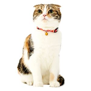 Anycat カラー おさかな レッド 3個セット (猫用品/首輪)