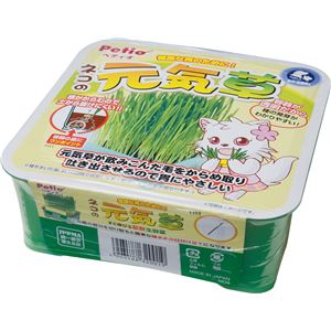 ネコの元気草 5個セット