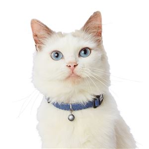 猫用首輪 ソフトスキップ キャットカラー ブルー 3個セット