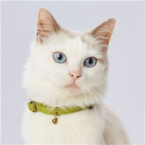 necoco キャットカラー グリーン 3個セット (猫用品/首輪)