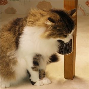 ねこすりグルーミング 3個セット