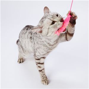 仔猫用 はがためフィッシュ猫じゃらし 5個セット (猫用玩具)