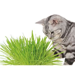 ネコの元気草 5個セット