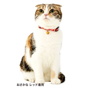 Anycat カラー ドット ピンク 3個セット (猫用品/首輪)
