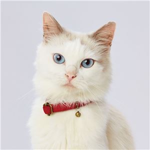 necoco キャットカラー レッド 3個セット (猫用品/首輪)