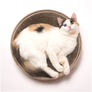 猫壱 バリバリボウル 猫柄 5個セット