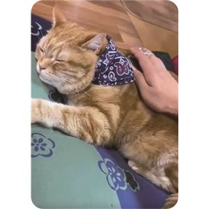 ペットキレイ ごきげんケア ネコペロブラシ 5個セット