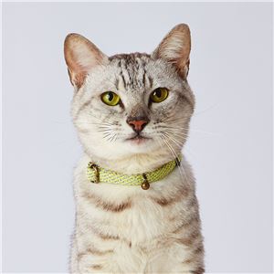 フラッシュソフトキャットカラー イエロー 3個セット (猫用品/首輪)