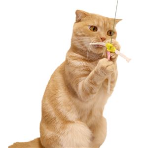 紙ひもびょんびょん 5個セット (猫用玩具)